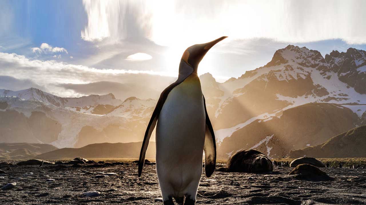 3 Consulta nuestras Ofertas de Cruceros a la Antártida con Princess